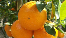 近期柑橘類交易占主角 櫻桃 